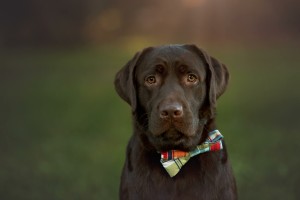 Labrador Bow Tie