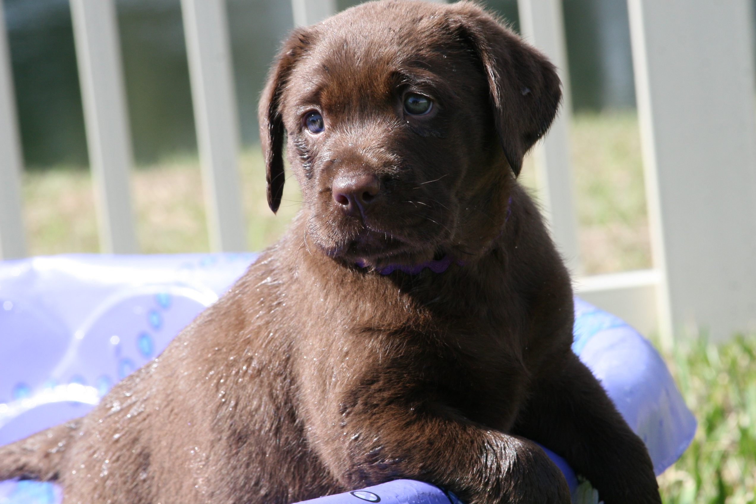 chocolate labs for sale