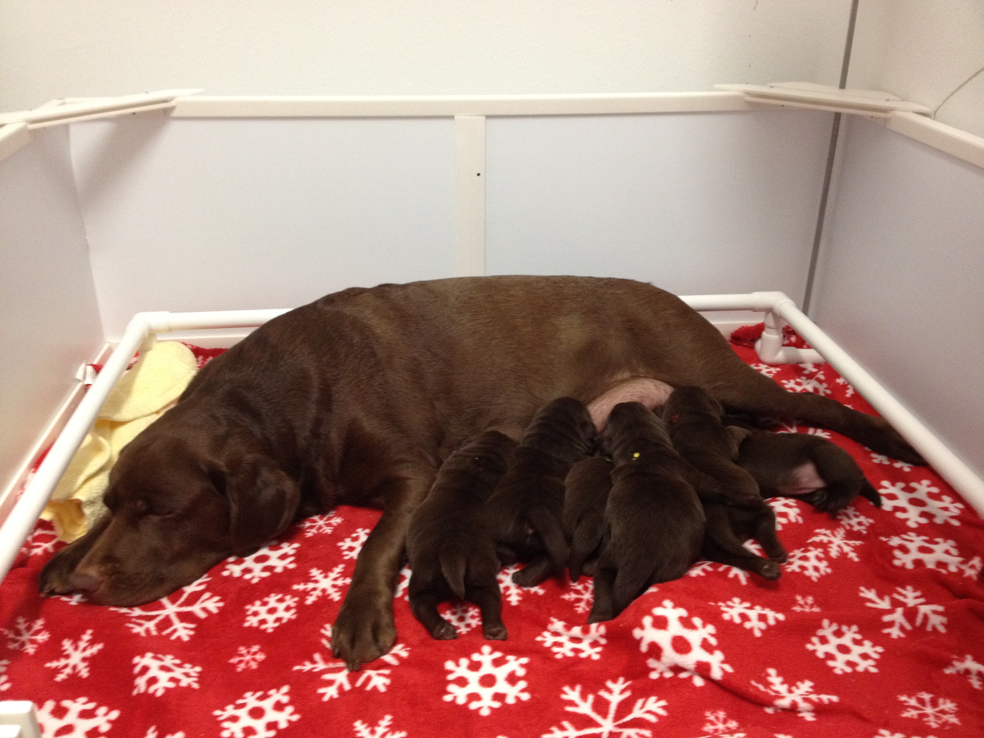 TruPride Labradors - Florida breeder of quality chocolate Labrador ...