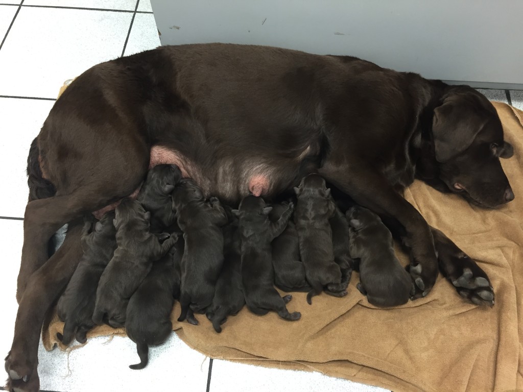 Chocolate Lab Puppies Florida