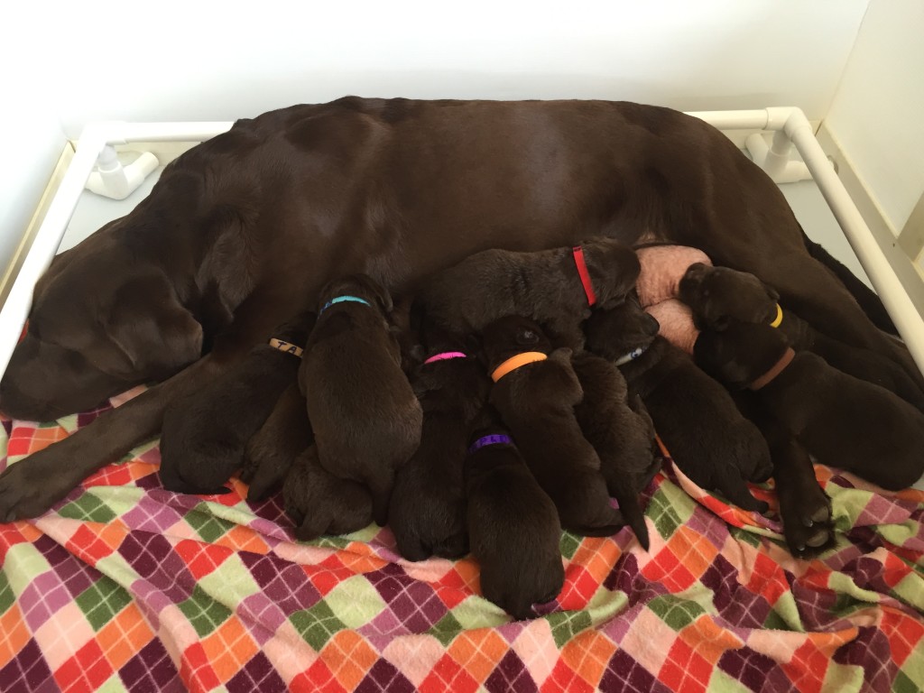 Chocolate Labrador Puppies Tampa
